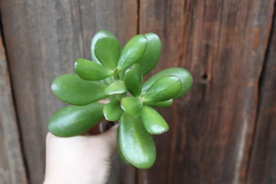 Толстянка яйцевидная Crassula ovata Денежное дерево