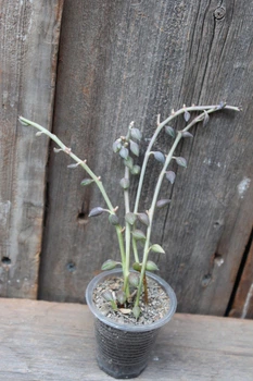 Крестовник укореняющийся Senecio radicans