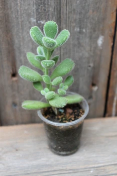 Котиледон войлочный Cotyledon tomentosa