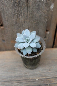 Эхеверия карниколор Echeveria carnicolor