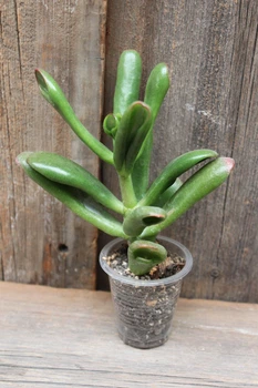 Крассула Хоббіт Crassula Hobbit