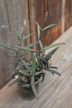Каланхое Бовері Kalanchoe beauverdii