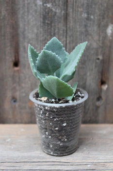Каланхоэ Милоти Kalanchoe millotii