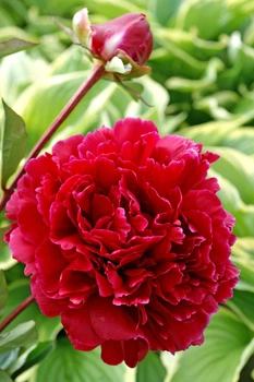 Пион Red Sarah Bernhardt (Fiona)