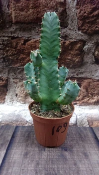 Кактус GreenLife Euphorbia контейнер 6 см
