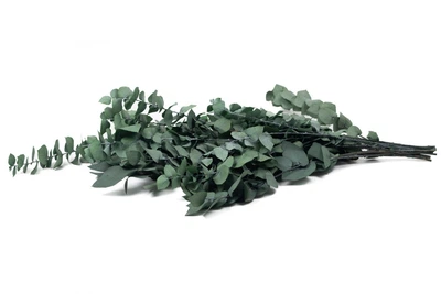 Стабілізований Евкаліпт Стюартіана - Nature Green