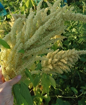 Насіння Амаранту Білого (1ч.л.)
