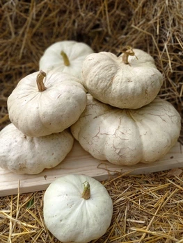 Насіння гарбуза “Flat White Boer Pumkin” /“Плоский Білий Бур”(10 шт)