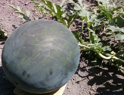 Насіння кавуна Вогник (15 шт)