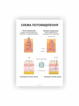 Плакат Vivay Система потовиділення 60х80 см Белый (hub_45dxkl)