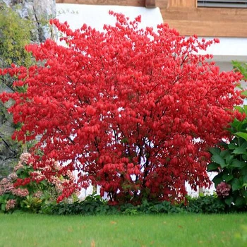 Садженець Бересклет європейський "Red Cascade" С2