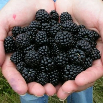 Саженцы Ежевики Блек Бьют (Black Butte) – ранняя, слабоколючая, крупноплодная, транспортабельная.