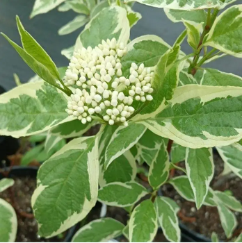 Дерен белый Элегантиссима (Cornus alba Elegantissima) Р9