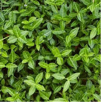 Бруслина Форчуна Тустін (Euonymus fortunei Tustin) Р9