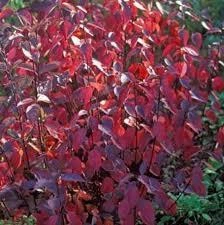 Саженцы Дерен в контейнере 0,5 л (Cornus alba)