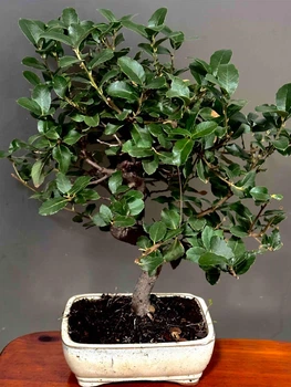 Бонсай Дуб Quercus Suber, h 50см, горщик 17