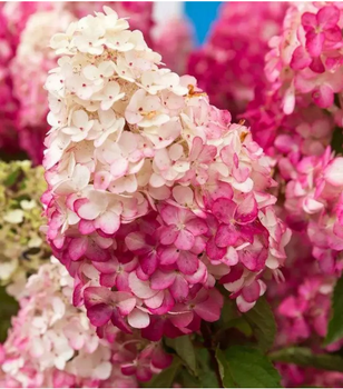 Гортензія волотиста Фрайз Мельба (Hydrangea paniculata Fraise Melba) С2