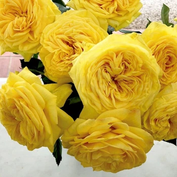 Роза пион "Lemon Pompon"