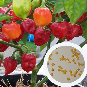 Перец острый "Хабанеро" красный семена 0,25 гр. (прибл 50 шт) Habanero red до 350 000 SHU