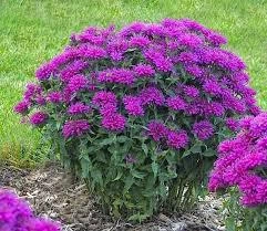 Монарда "Purple Lace".