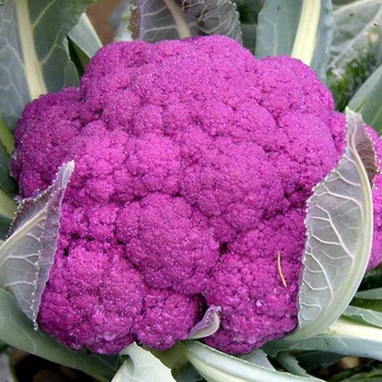 Капуста цветная Вайлет стар Satimex 0,3 г