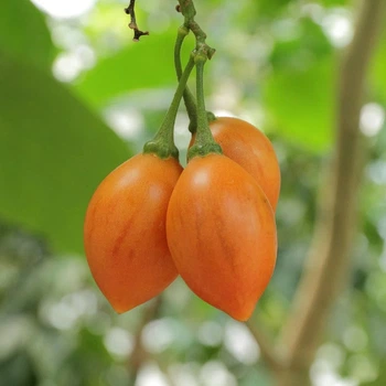 Cyphomandra Betacea Yellow (Tamarillo, Цифомандра, Тамарилло желтое), семена 5 шт)