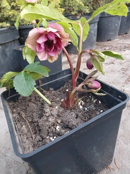 Морозник/Чемерник мікс. (Helleborus) мікс С2