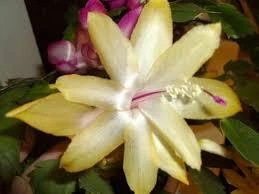 Зигокактус (Шлюмбергера) Рождественник Желтый (Schlumbergera Yellow) — укорененный черенковый саженец