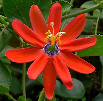 Пассифлора маниката (Passiflora manicata), семена 5 шт