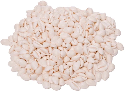Zestaw kreatywny Colorations muszle Kauri 300 g 6040353 (5710903702745)