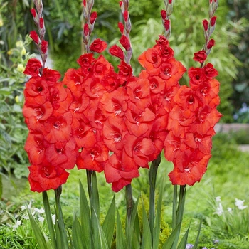 Гладіолус Bunga луковиця Matla Flowers