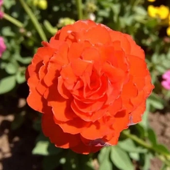Бегонія Non Stop Gold Orange луковиця Matla Flowers
