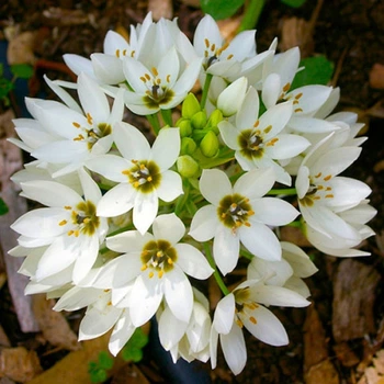 Орнітогалум Arabicum луковиця Matla Flowers