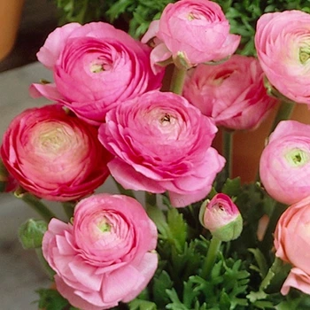 Лютик Ranunculus Tomer Pink луковиця Matla Flowers