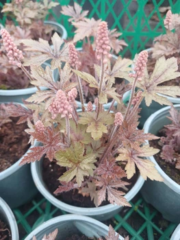 Тиарелла сердцелистная Pink Skyrocket (Tiarella cordifolia „Pink Skyrocket“) — декоративный многолетник для тени Р9