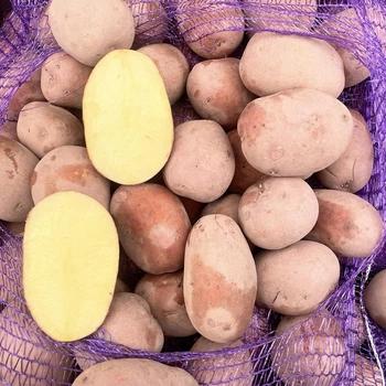 Насіннєва картопля Беллароза 1 кг, 50-60 днів 2 репродукція