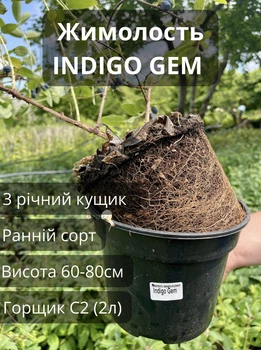 Жимолость Indigo gem 3 річний саджанець. Раннього терміну (60-80см)