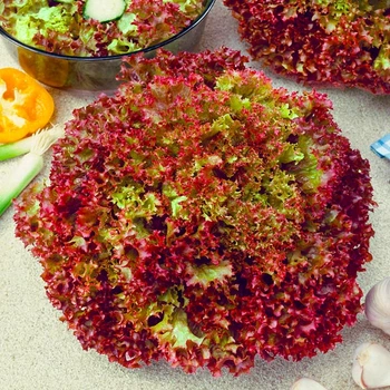 Семена Яскрава Салат Красный Кучерявец (семена) 50 г (62334)