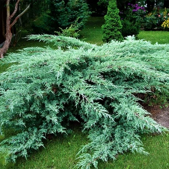 Саженцы Яскрава Можжевельник Grey Owl контейнер 0.5 л (54662)