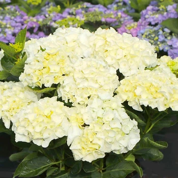 Саджанці Яскрава Гортензія Saxon Bright White контейнер 0.5 л (58733)