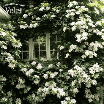 Гортензия плетистая Петиоларис. (Hydrangea anomala Petiolaris) С7,5 высота 80-90см