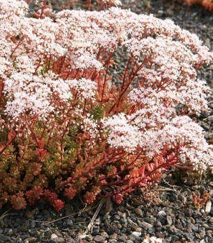 Очиток білий Мурале Sedum album 'Murale' Р9