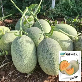 Семена китайской дыни Хами Hami melon, 5 шт