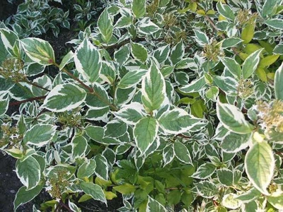 Дерен белый Сибирика Вариегата (Cornus alba Sibirica Variegata) C3