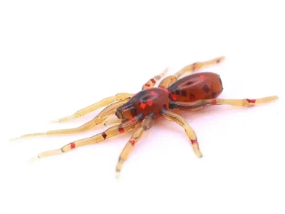 Силиконовая приманка Perch'ik Tiny Spider 1.1"(12шт) col.77