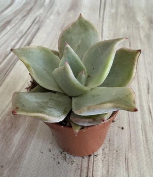 Ехеверія Echeveria Madiba D5.5 см Сукулент Кімнатна рослина
