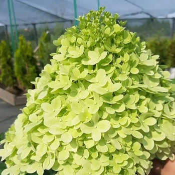 Гортензія волотиста Little Lime (Літл Лайм) С2