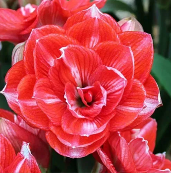 №312 Амариліс Double Shine