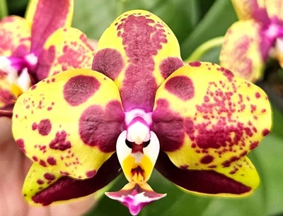 Орхідея (підліток зараз без квітів) TopDreams Phal 6232 Jungle (Haur Jih Princess 'Python') 1.7 (мох)