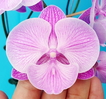 Орхідея (підліток зараз без квітів) TopDreams Phal 1072 Pink Lips біг ліп розмір 1.7 (мох)
